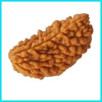 1 (Ek) Mukhi Rudraksha