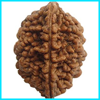 2 (Do) Mukhi Rudraksha