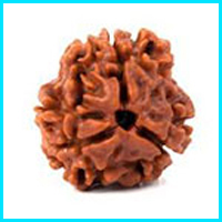 3 (Teen) Mukhi Rudraksha