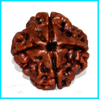 4 (Char) Mukhi Rudraksha