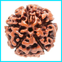 5 (Panch) Mukhi Rudraksha