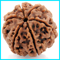 6 (Chah) Mukhi Rudraksha