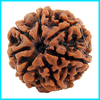 7 (Saat) Mukhi Rudraksha