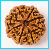 8 (Aath) Mukhi Rudraksha