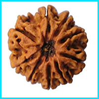 9 (Now) Mukhi Rudraksha