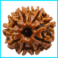 10 (Dus) Mukhi Rudraksha