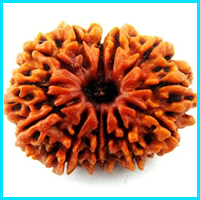 13 (Terah) Mukhi Rudraksha