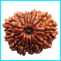 14 (Choudah) Mukhi Rudraksha