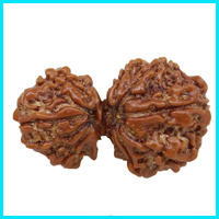 Gauri Shanker Rudraksha